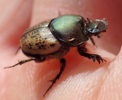 Onthophagus vacca